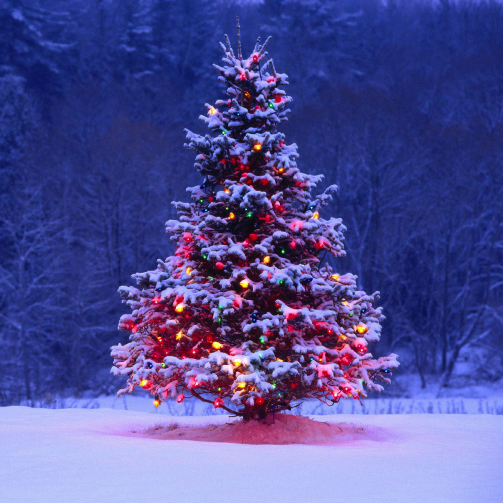 Christmas Tree(1) Christmas Tree